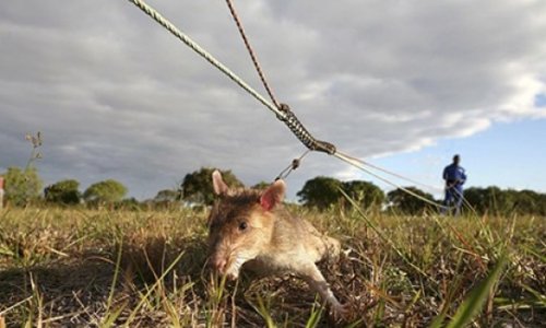 Giant rats put noses to work on Mozambique's landmines - PHOTO+VIDEO