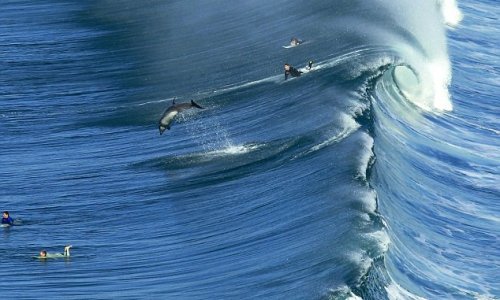 Dolphin puts surfer to shame by making light work of waves - PHOTO