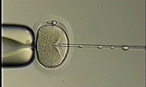 Utah university investigates suspected sperm switch