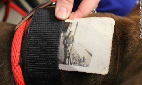 Mysterious photo found in dog's collar