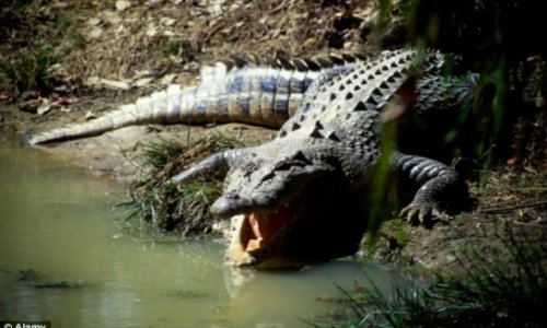 Boy,12, feared taken by a crocodile