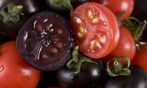 Scientists develop purple tomatoes to create 2,000l of modified fruit juice - PHOTO