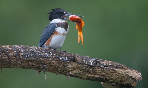 Kingfisher catches huge goldfish and wolfs it down in a single gulp - PHOTO