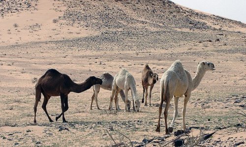 First dinosaur bones in Saudi Arabia discovered - PHOTO