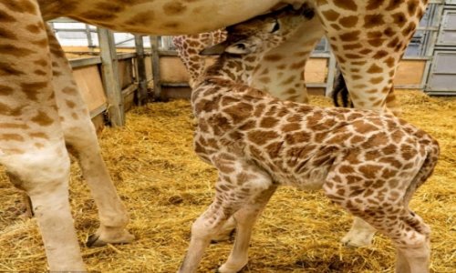 Astonishing moment endangered baby giraffe is born - PHOTO+VIDEO