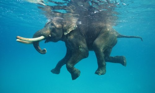 Animals take a swim - PHOTO