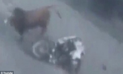 Bull charge across motorway and headbutt oncoming motorcyclist - VIDEO