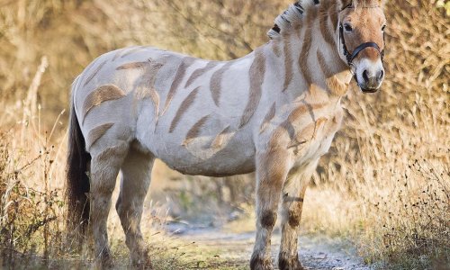 Pony resembles a ZEBRA after having shapes shaved into coat and mane - PHOTO