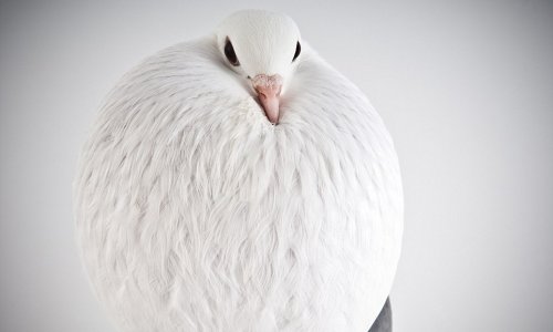 Here are some pigeons modelling, just because - PHOTO