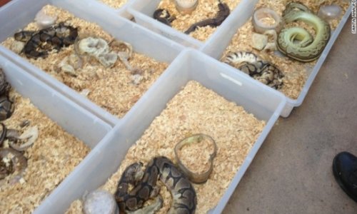 Hundreds of snakes, many decaying, found in house