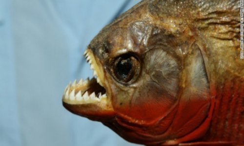 Man pleads guilty to smuggling nearly 40,000 piranhas