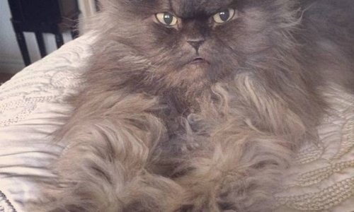 Internet mourns the cat with the longest hair in the world - PHOTO+VIDEO