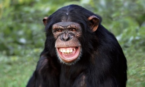 Humans are more than clever apes?