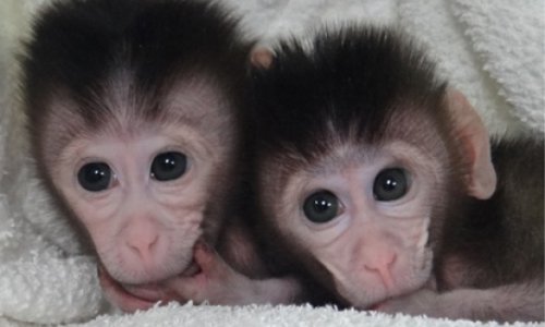 Genetically modified monkeys created with cut-and-paste DNA