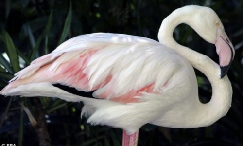 World's oldest flamingo dies aged 83