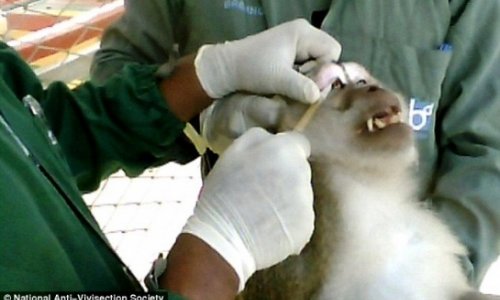 Shocking pictures reveal treatment of animals bred for research - VIDEO
