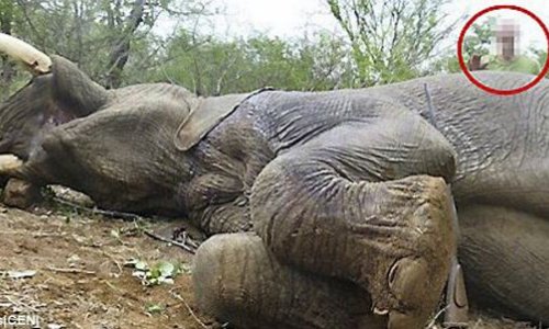 German conservation official shoots an elephant - PHOTO