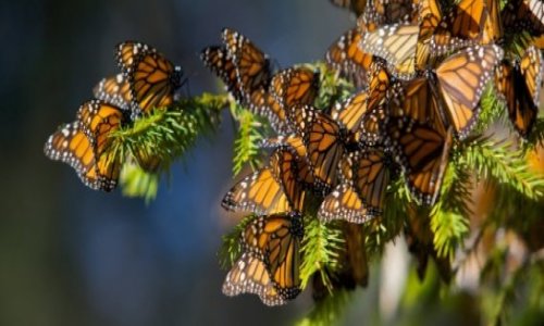 Monarch Butterfly Populations Hit Record-Low