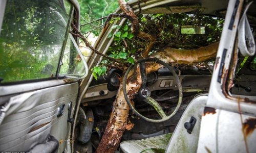 Thousands of automobiles rust away in Sweden's classic car graveyard