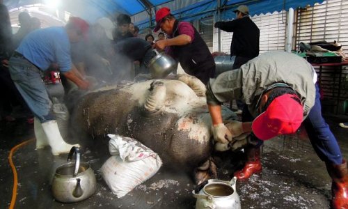 Pigs force-fed until they are ten-times the normal size - PHOTO