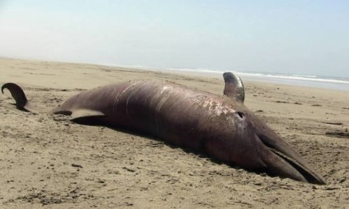 Over 400 dolphins found dead on Peru beaches