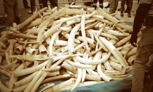 Does destroying ivory save elephants?