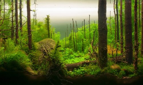 This is the eerie, beautiful world of aquascaping - PHOTO