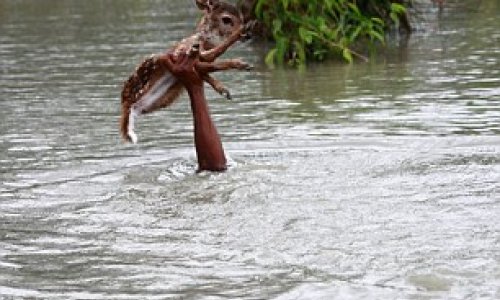 Heroic boy risks his life to save a drowning fawn - PHOTO