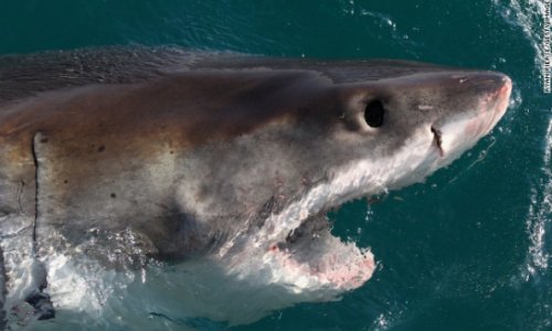 Shark's 'man-eater' image undergoes makeover