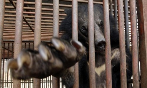 The bears born and bred to be killed for their BILE - PHOTO+VIDEO