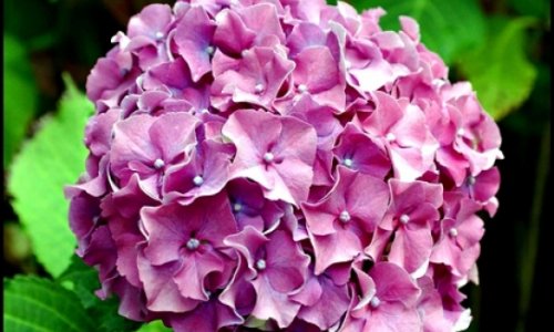 High danger hydrangea?