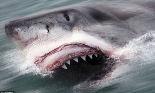 Man, 28, killed by great white shark - VIDEO