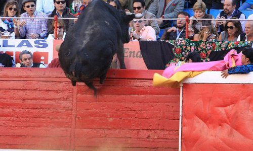 Half tonne bull attempts to flee Mexico's famous bullring - PHOTO
