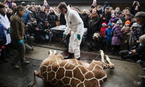 Zookeepers kill healthy baby giraffe with a bolt gun - PHOTO