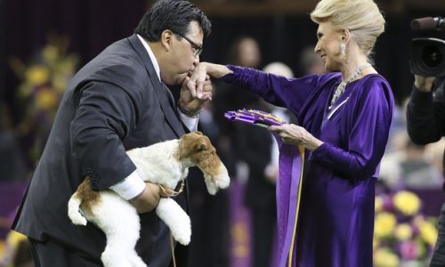 Wire fox terrier wins best in show at Westminster - PHOTO