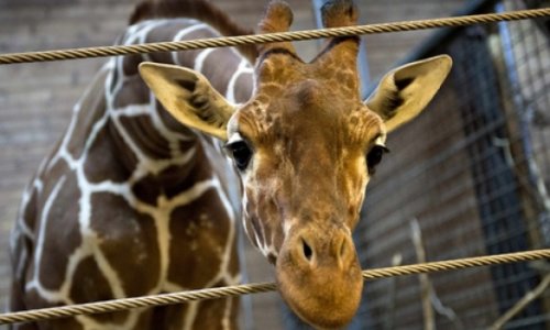 Second giraffe named Marius at risk of being put down in Denmark