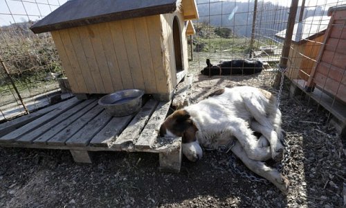 Dog lover Oleg Deripaska builds shelter for animals above Sochi - PHOTO