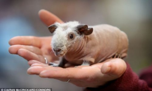 Introducing Britain’s newest pet craze…the skinny pig - PHOTO