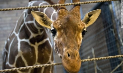 No plans to kill 2nd giraffe named Marius, Danish zoo says