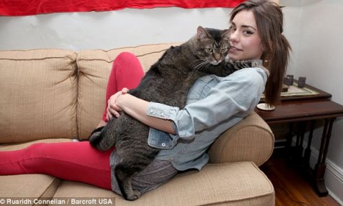 Pickles, the three-foot rescue cat weighing 21 pounds - PHOTO