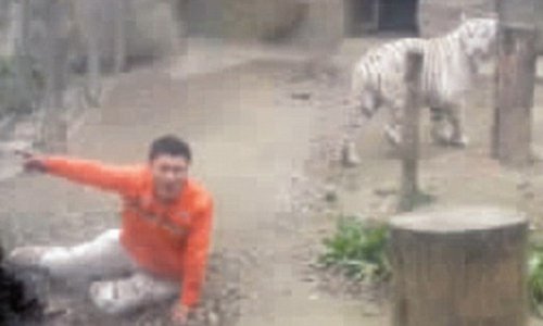 Depressed factory worker is mauled by Chinese zoo's white tiger - PHOTO+VIDEO