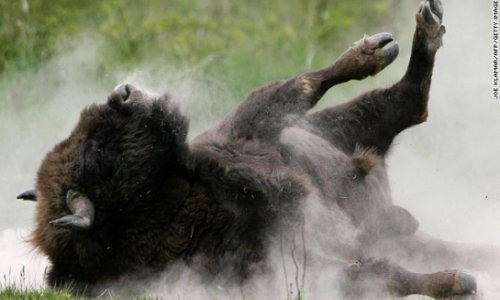 Safari in Europe: Bear, bison, big game - PHOTO