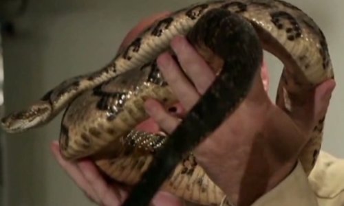 A faithful death: Why a snake handler refused treatment