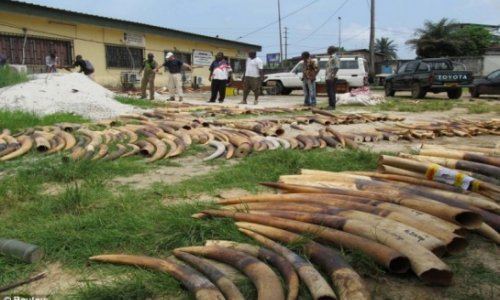 Prince William 'wants to strip out ALL of Buckingham Palace's ivory