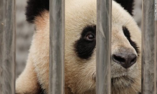 Panda dies suddenly in Chinese zoo amid mistreatment claims