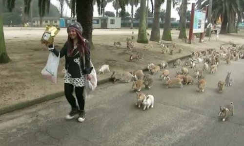 Woman flees bunny stampede on Japan's Rabbit Island - PHOTO+VIDEO