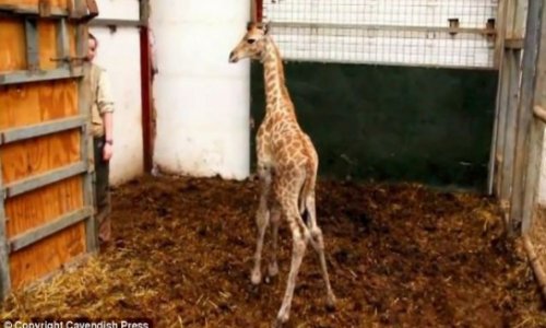 Rare baby giraffe born in British zoo - PHOTO