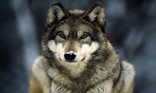 US luger ‘spots wolf wandering down her hall’ - VIDEO