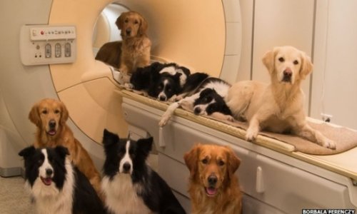 Dogs brain scans reveal vocal responses