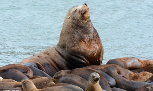 A gigantic Steller sea lion visits a group of smaller relatives - PHOTO